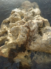 Gongolaria barbata
