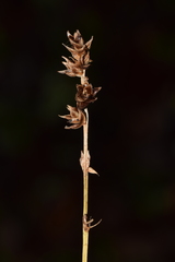 Carex spicata