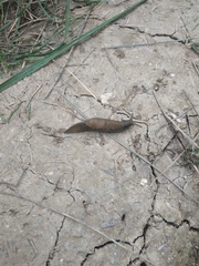 Drusia ibera