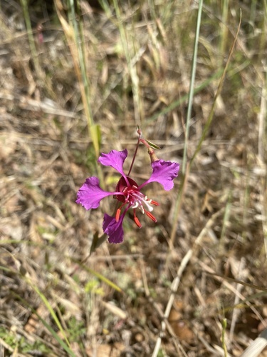 iNaturalist observation photo of Elegant Clarkia