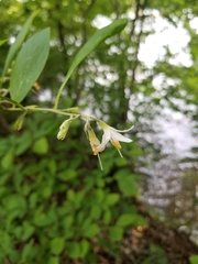 Styrax americanus