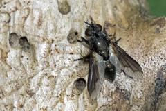 Periscepsia carbonaria