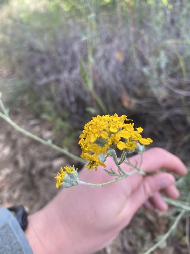 iNaturalist observation photo of Woolly sunflowers