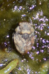 Gelastocoris