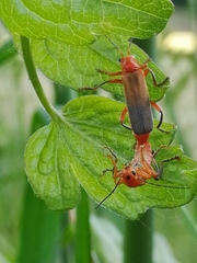 Cantharis livida