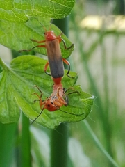 Cantharis livida