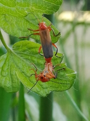 Cantharis livida