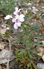Clausia agideliensis