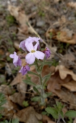 Clausia agideliensis