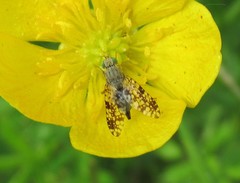 Tephritis matricariae