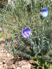 Linum lewisii