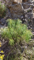 Sonchus leptocephalus