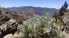 Gonospermum ptarmiciflorum