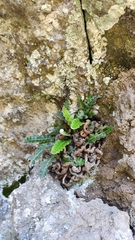 Asplenium aureum
