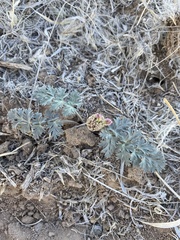 Cymopterus globosus