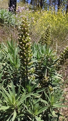 Echium onosmifolium