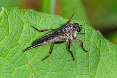 Neoitamus cyaneocinctus