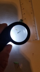 Valerianella locusta