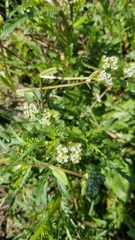 Valerianella locusta