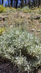 Gonospermum ptarmiciflorum