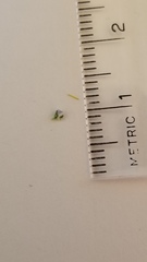 Valerianella locusta