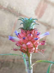 Ananas comosus microstachys