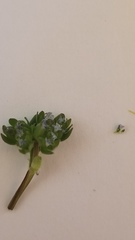 Valerianella locusta