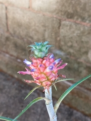 Ananas comosus microstachys