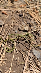 Romulea columnae grandiscapa
