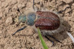 Paracotalpa granicollis