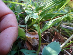 Botrychium crenulatum