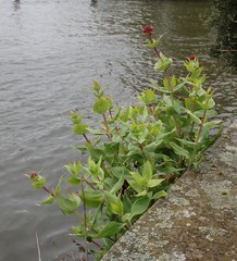 Centranthus ruber