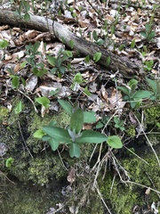 Lonicera caprifolium