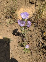 Phacelia linearis