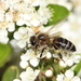 British Black Honey Bee - Photo (c) Bastien Louboutin, some rights reserved (CC BY-NC), uploaded by Bastien Louboutin