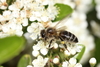 British Black Honey Bee - Photo (c) Bastien Louboutin, some rights reserved (CC BY-NC), uploaded by Bastien Louboutin