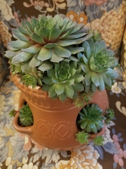 Sempervivum marmoreum