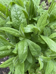 Eupatorium perfoliatum
