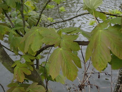 Acer pseudoplatanus