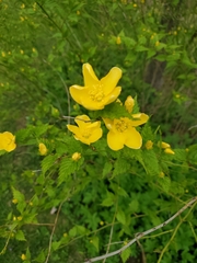 Kerria japonica