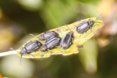 Tricholochmaea punctipennis