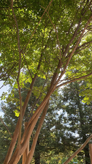 Lagerstroemia indica