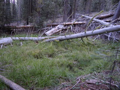 Botrychium crenulatum