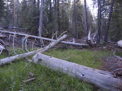 Botrychium crenulatum