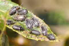 Tricholochmaea punctipennis