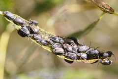 Tricholochmaea punctipennis