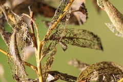 Tricholochmaea punctipennis