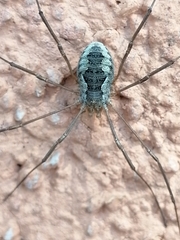 Phalangium opilio