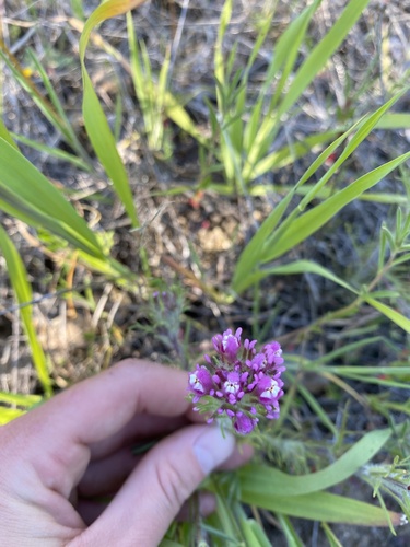 iNaturalist observation photo of purple owl's-clover
