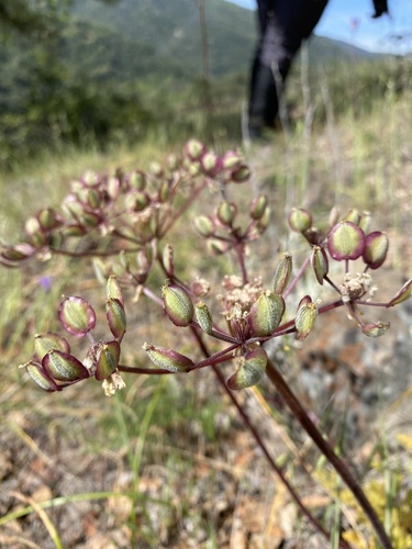 iNaturalist observation photo of woollyfruit desertparsley